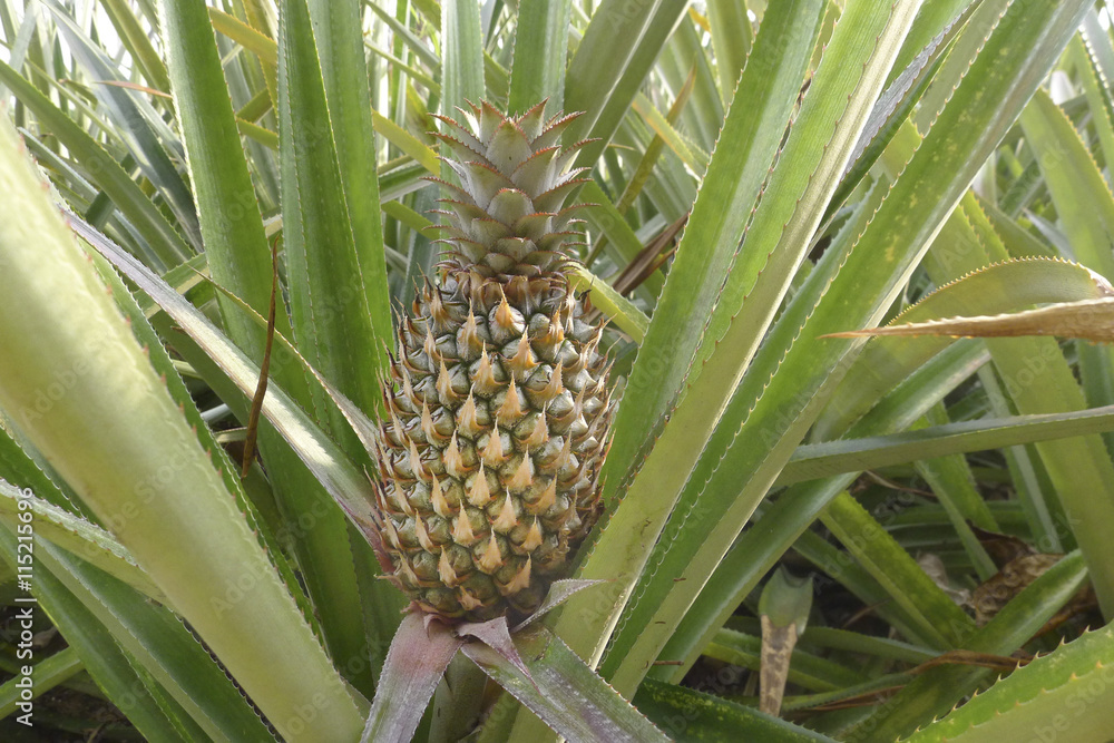pineapple in a field at Khaolak Thailand pineapple in a field at Khaolak Thailand
