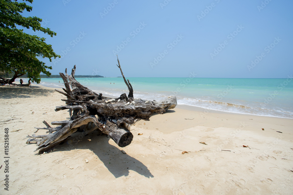 Fototapeta premium old tree at white sand beach Khao lak