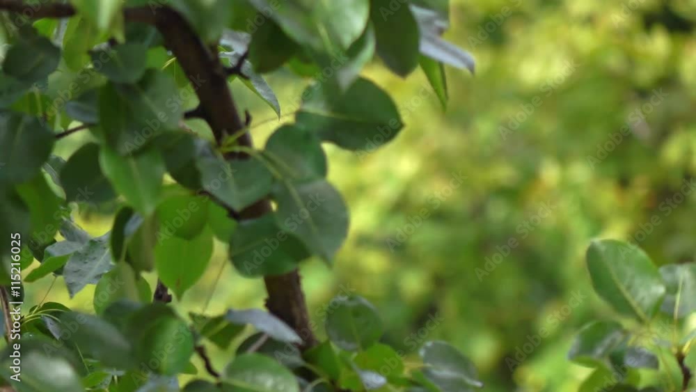 Bending wet tree branches after heavy rain. Sunny weather 4K telephoto lens video