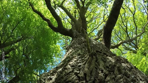 old oak in springtime