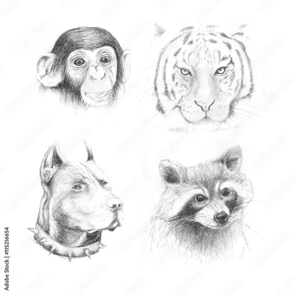 ArtStation - series of pencil sketches of animals-saigonsouth.com.vn