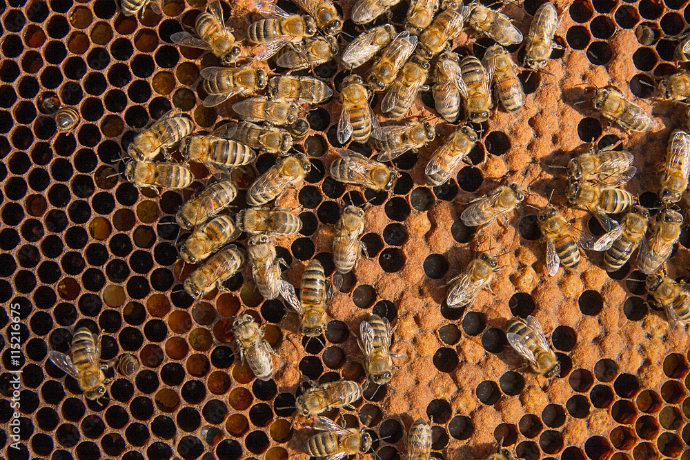 Busy bees inside hive with sealed cells for their young. Busy bees inside hive with sealed cells for their young.