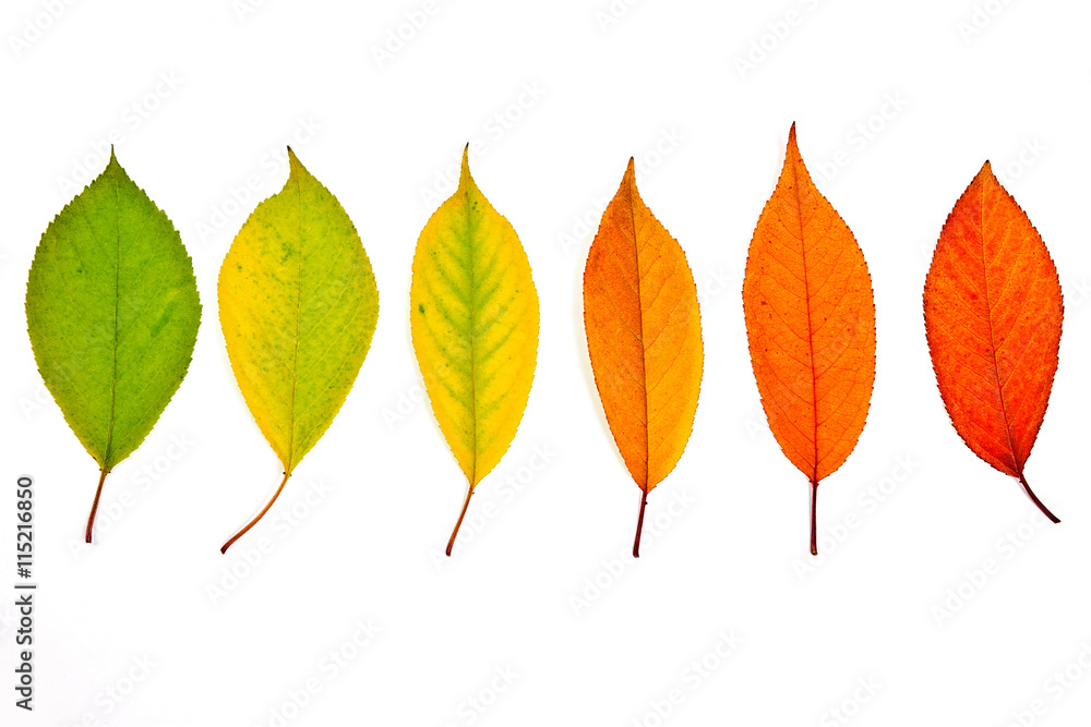 Naklejka premium Assort of different autumn leaves isolated on white background.