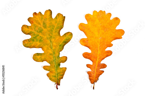 Assort of different autumn oak tree leaves isolated on white bac