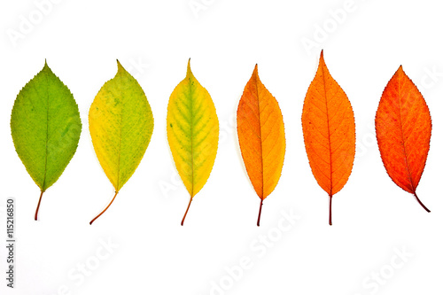 Assort of different autumn leaves isolated on white background.