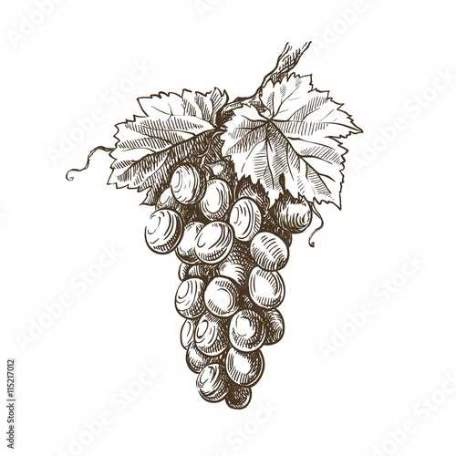 grapevine hand drawn sketch