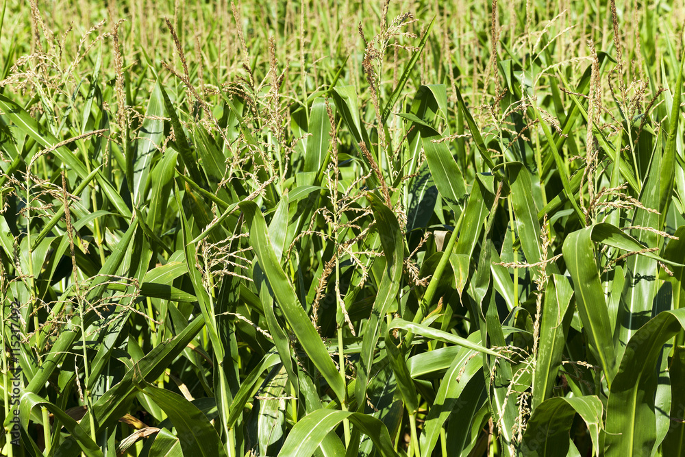 Fototapeta premium ear of corn