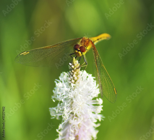  dragonfly on white flower close-up