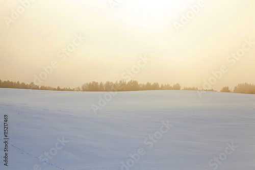 forest in winter, dawn