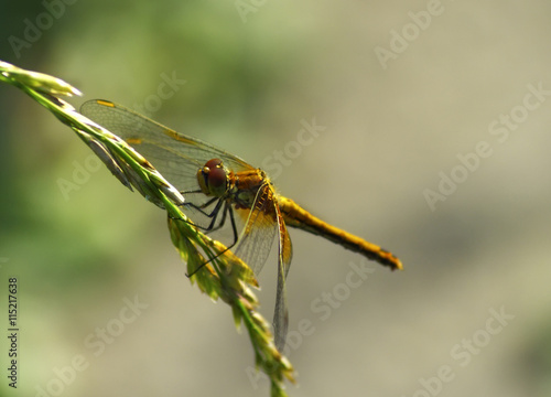 dragonfly on stalk of green plant © Alexey Maltsev