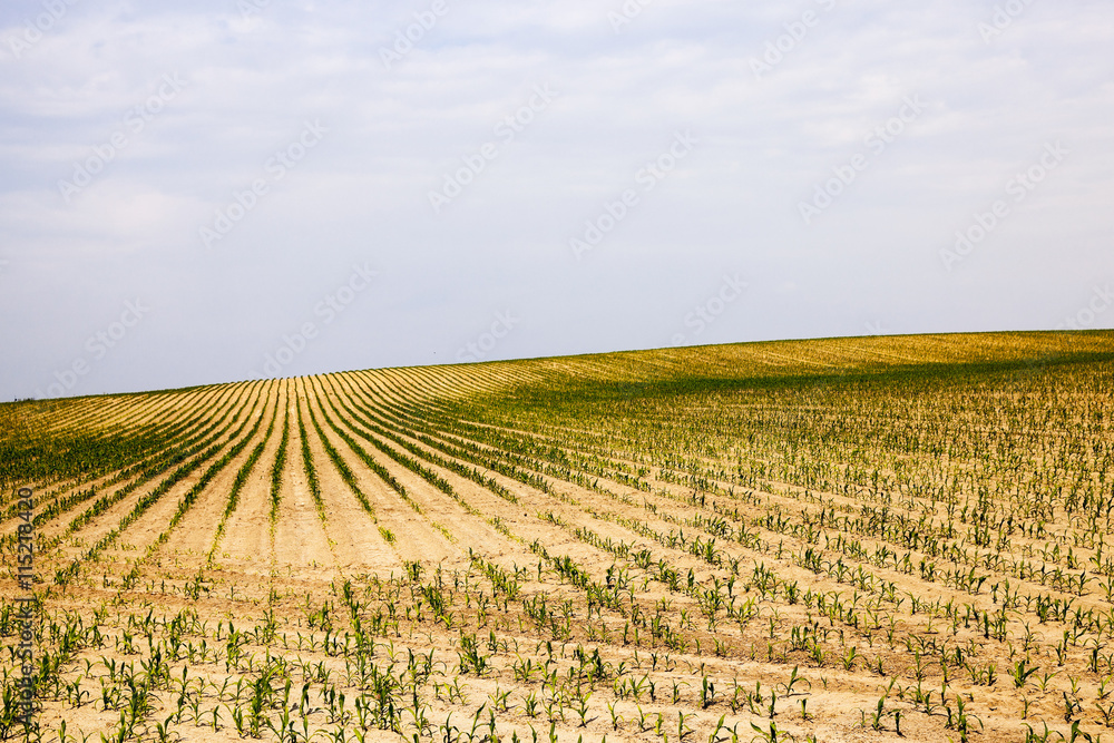 corn field - Agricultural field on which grow corn