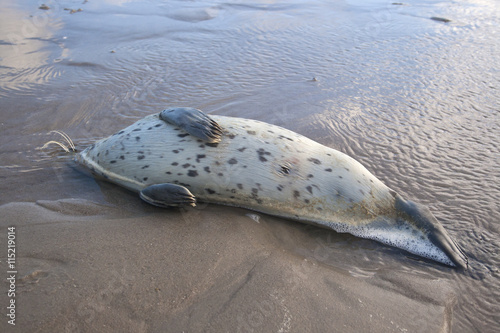 Young Common Seal stranded dead at a North Sea Beach