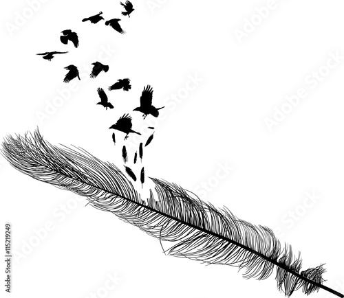 crows flying from long straight feather silhouette on white