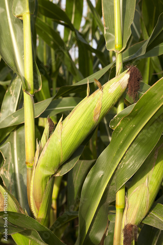 Field with corn