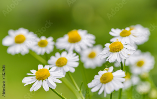 Camomile flower