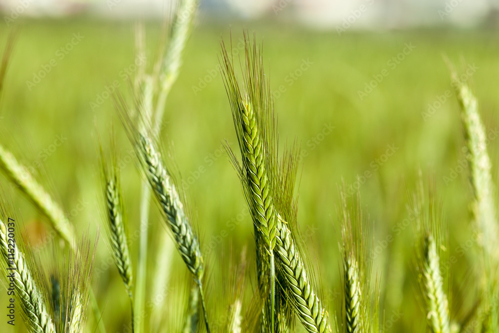 Fototapeta premium green cereals, close-up