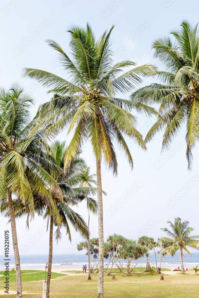 Obraz premium Palm trees, beach.