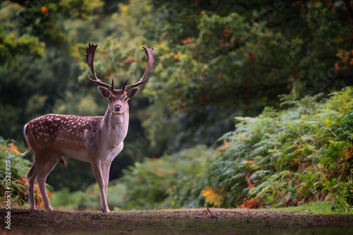 Fallow deer (Dama dama) in an autumnal forest, Bradgate photo