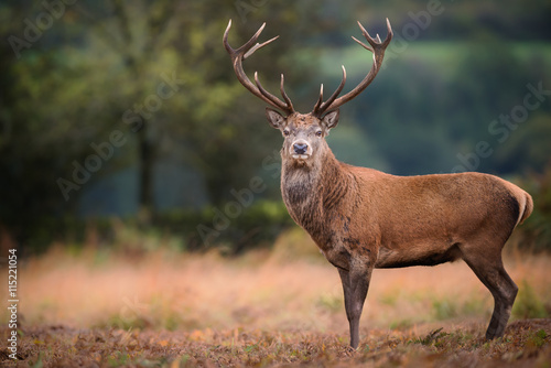 Red deer (cervus elaphus) stag during rut in September photo