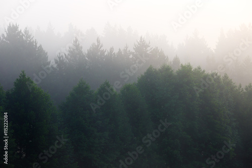 Fog in the dense coniferous forest.