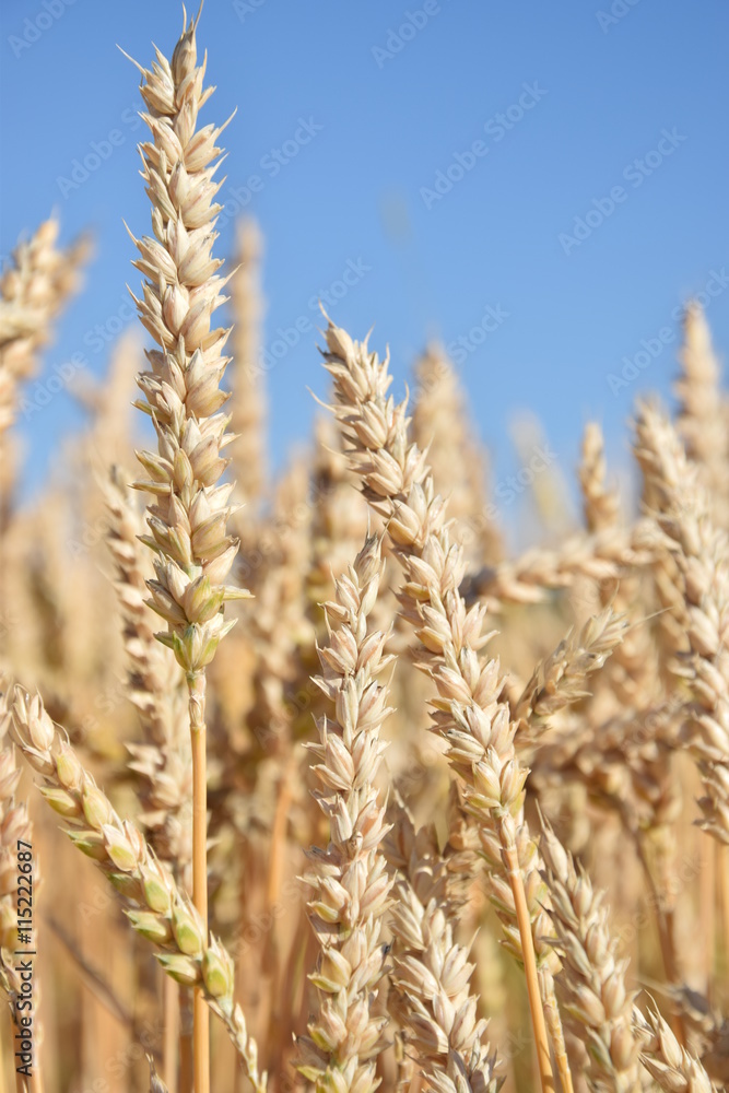 Golden wheat, ears of wheat, spikes, harvesting wheat field