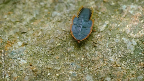 Closeup shot of a trilobite beetle, with its large scales, crawling towards the camera across the rocky ground in Thailand. Video 3840x2160 photo