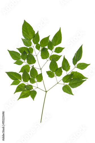 Green leaves on white background photo