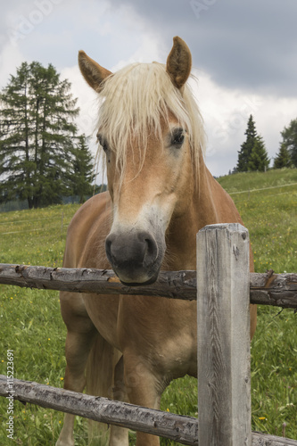 horse in the farm © spetenfia
