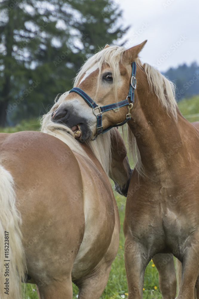 Fototapeta premium horse in the farm