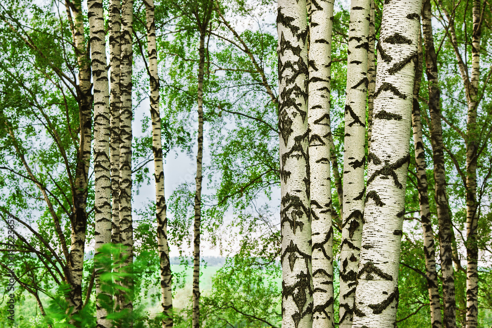 Obraz premium forest birch