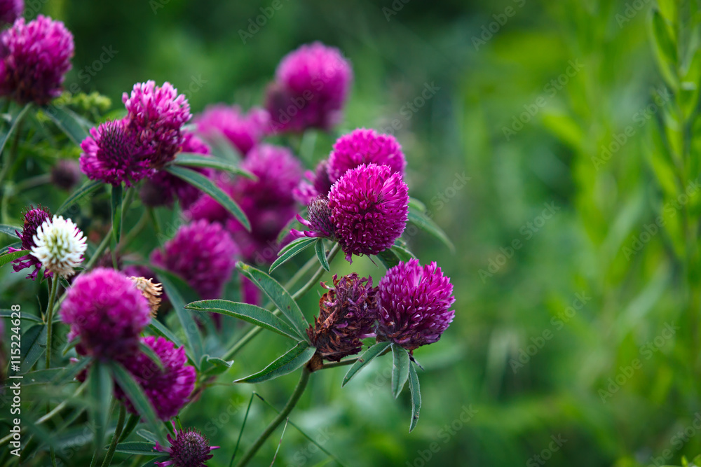 Red clover in the garden outdoors. Red clover in the garden outdoors.
