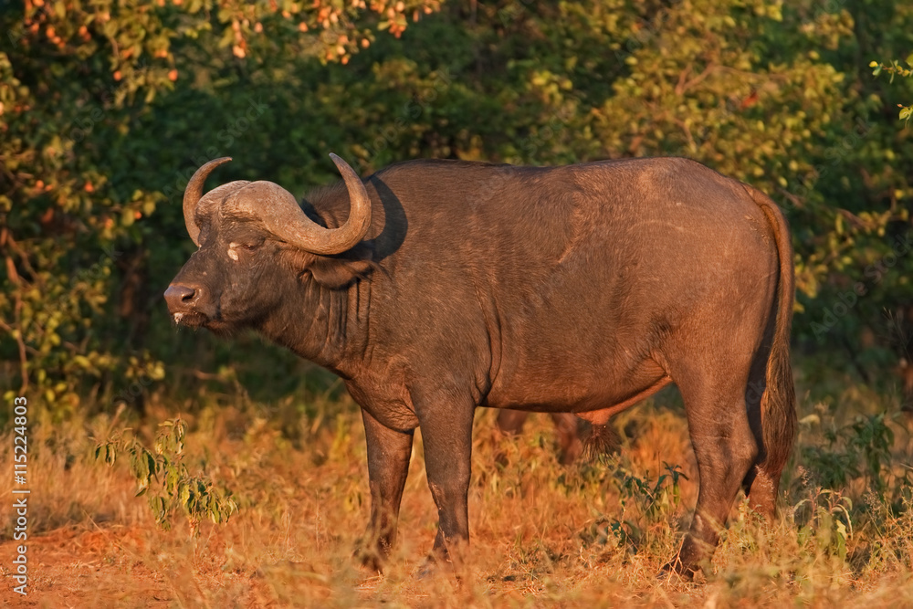 Obraz premium Cape buffalo, syncerus caffer, Kruger national park, South Africa