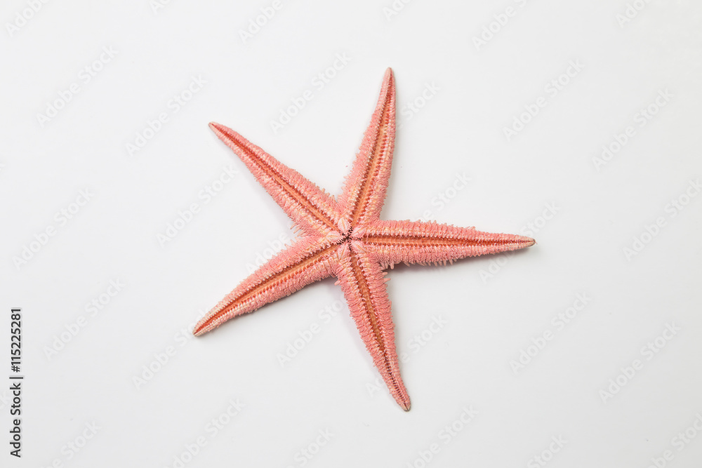 Red starfish or sea star on white background, top view Red starfish or sea star on white background, top view