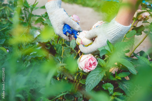 Woman in gloves trims a rose garden with the help of secateurs