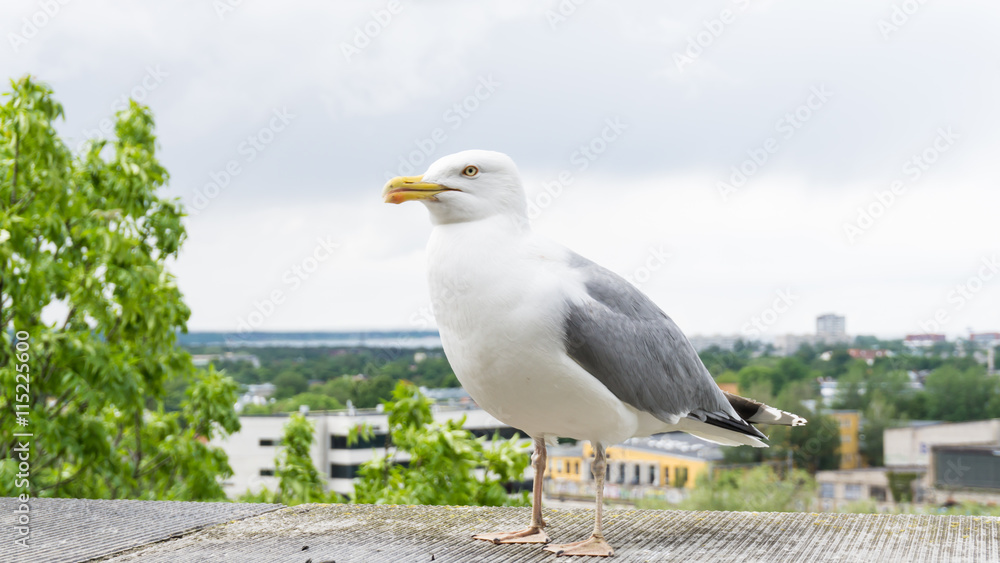 Obraz premium sea gull bird postcard