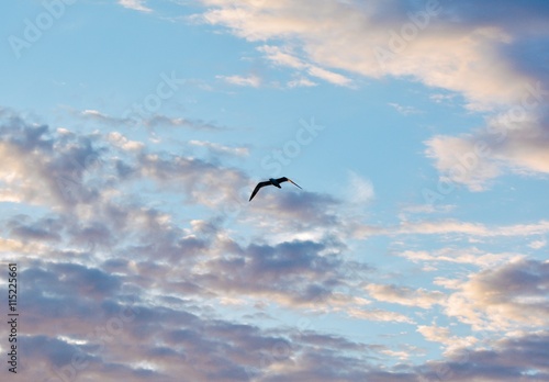 Seagull in flight