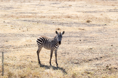 Bebe Zebre Dans La Savane Africaine Stock Photo Adobe Stock