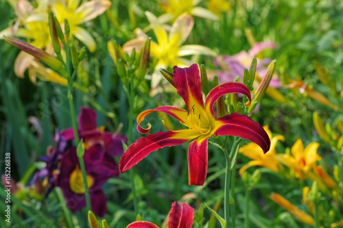 Taglilie Red Ribbons - daylily of the species Red Ribbons