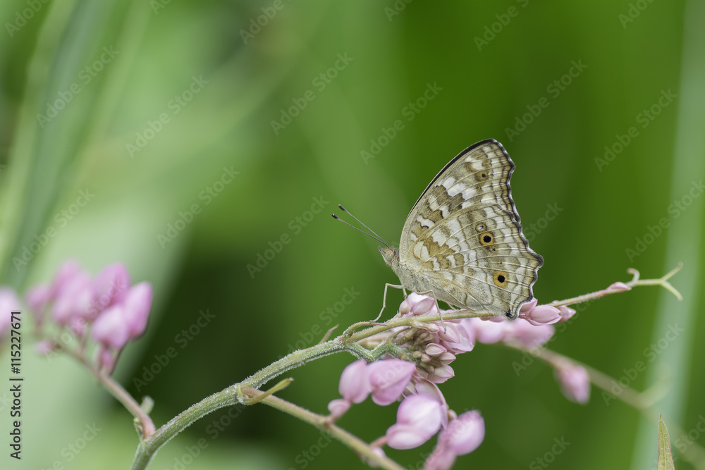 Butterfly wings Brown perched on a stalks of flowers Butterfly wings Brown perched on a stalks of flowers