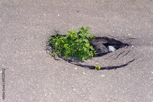 The hole in the pavement.