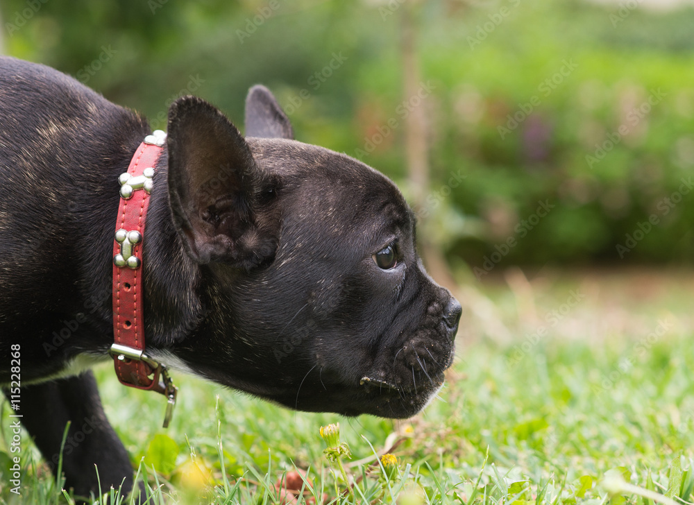 French bulldog puppy in the park