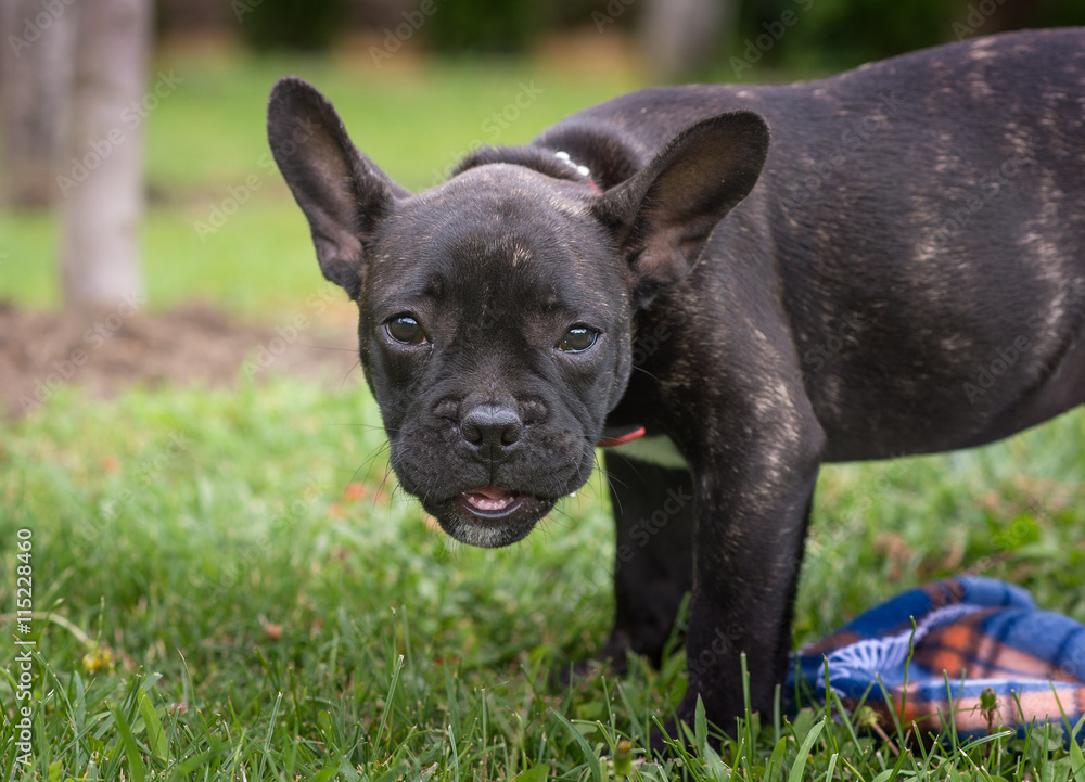 French bulldog puppy in the park
