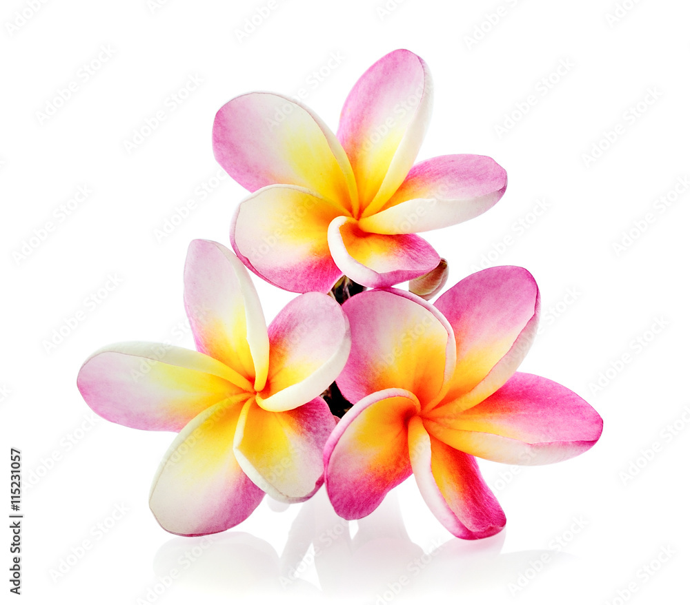 Fototapeta premium Frangipani flower isolated on white background