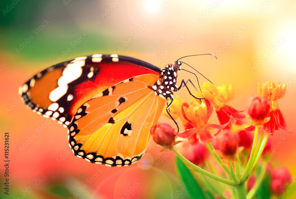 Obraz premium Butterfly on orange flower in the garden