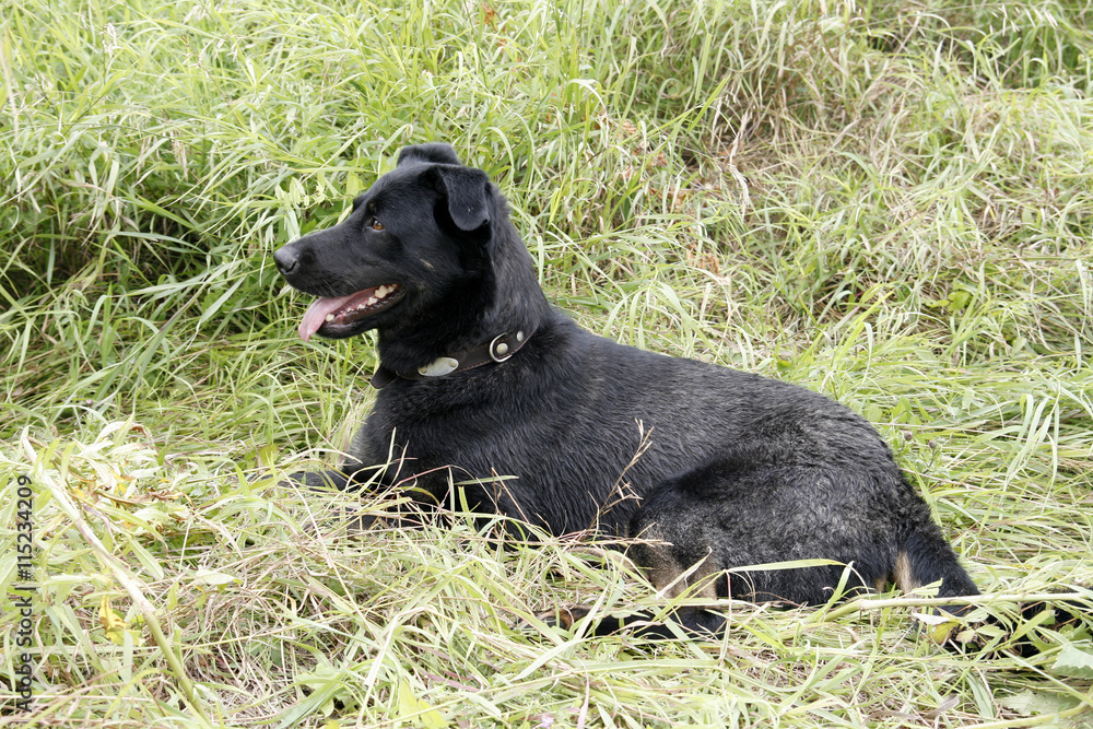 A large black dog in nature.