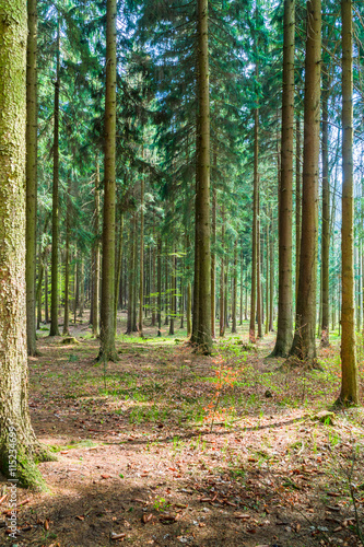 Forest with tall pines © JonikFoto.pl