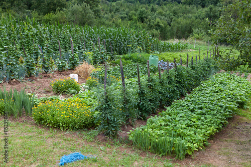 Home grown vegetables growing in rural part of Croatia