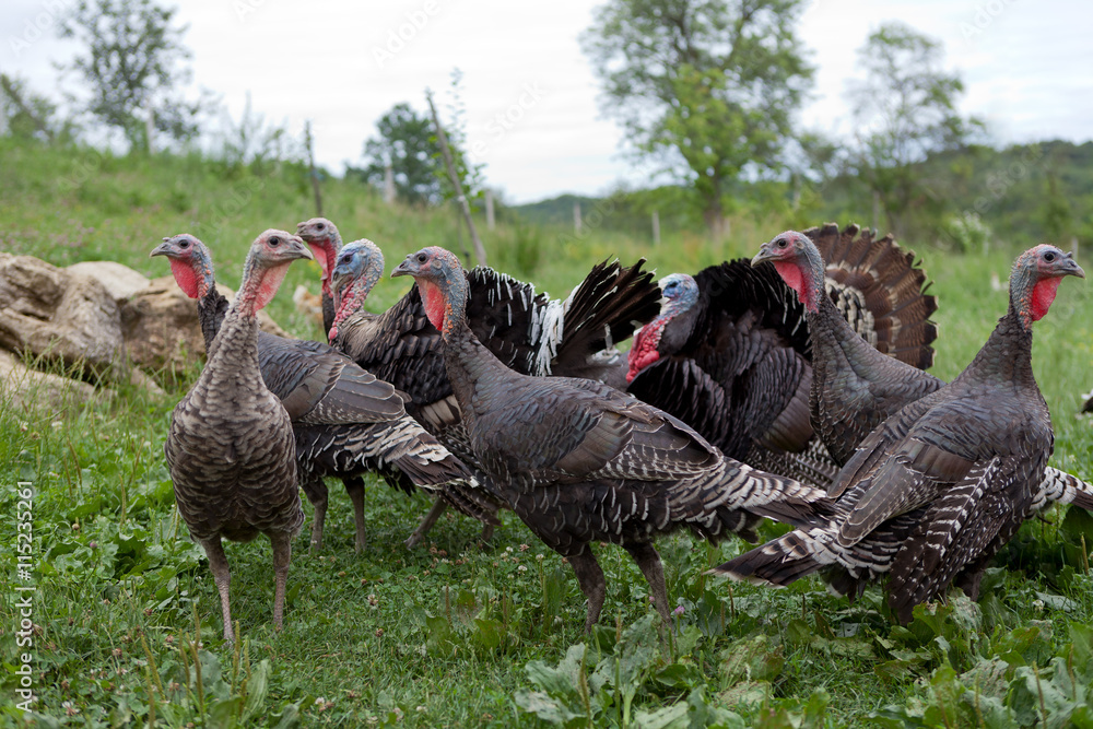 Fototapeta premium Black turkeys on the farm