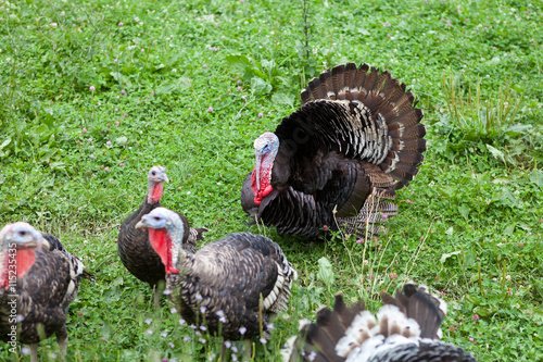 Black turkeys on the farm