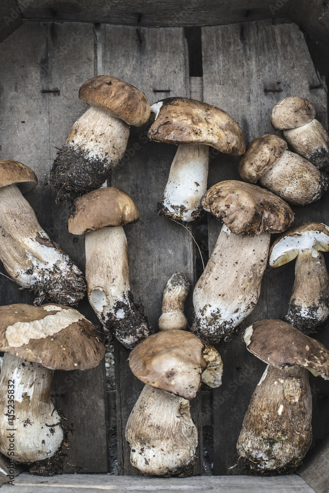 Porcini mushrooms in crate Porcini mushrooms in crate